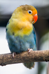 Fischer's lovebird (Agapornis fischeri) is a small parrot species of the genus Agapornis.