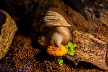 A snail eats a cabbage leaf