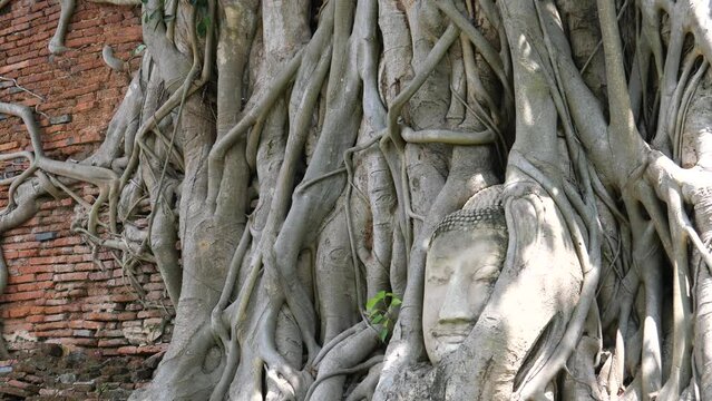 Wat Mahathat in the Ayutthaya Historical Park. It is one of the most famous tourist destinations in Thailand. The most photographed is the head of a stone Buddha image embedded in the roots of a tree.