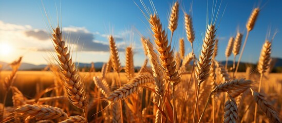 Wheat field. Ears of golden wheat close up. Rich harvest Concept. - obrazy, fototapety, plakaty