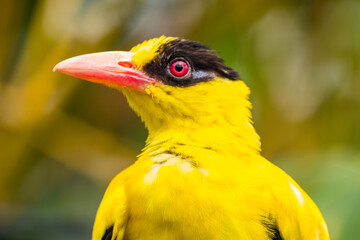 The black-naped oriole is medium-sized and overall golden with a strong pinkish bill and a broad...
