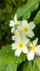 Obraz premium Flores blancas fluorescentes en arbusto silvestre