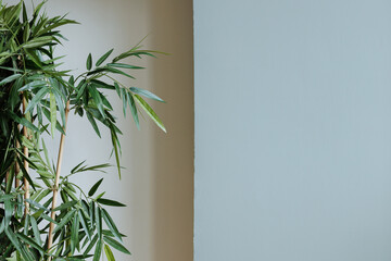 Indoor bamboo plant by a light blue wall. Vibrant, well-lit leaves indicate care. Versatile for decor and ads. Concept: modern spaces with nature.