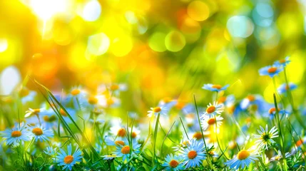 Crédence de cuisine en verre imprimé Jaune Flowers landscape of dew-covered daisies. Springtime or summer nature scene. Daisies meadow