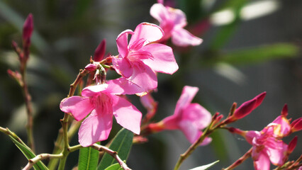 Nerium oleander plants bloomed with pink flowers