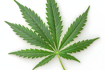 marijuana leaf on white background - obrazy, fototapety, plakaty