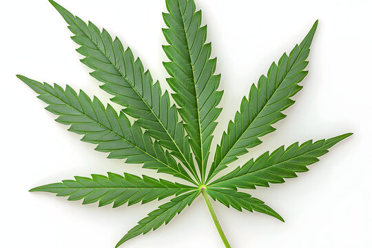 marijuana leaf on white background