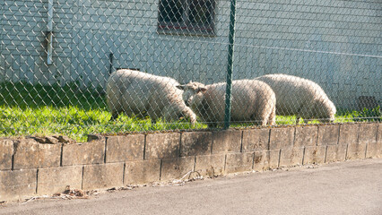 Oveja detrás de valla en jardín de casa rural