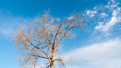 Arbol sin hojas y cielo azul