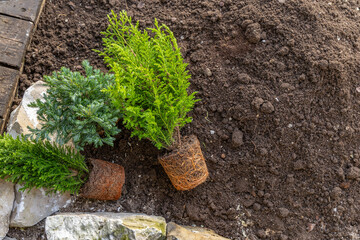 Planting coniferous shrubs, building a rockery in the garden, tidying up the garden in spring