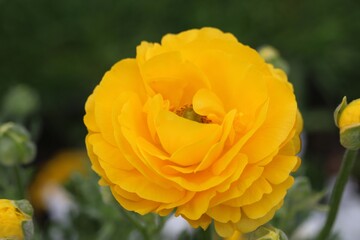 Renoncule jaune