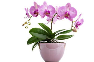 Naklejka na ściany i meble Orchid Plant Isolated on Transparent Background