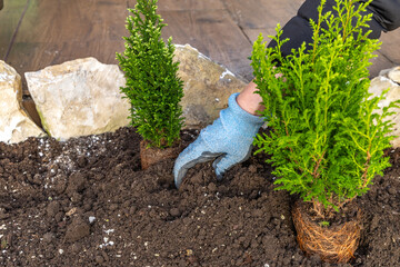 Planting coniferous shrubs, building a rockery in the garden, tidying up the garden in spring