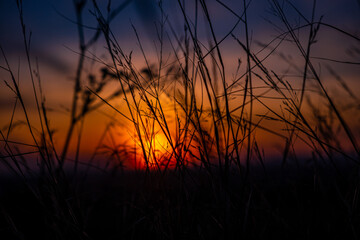 A setting sun observed through a blade of grass in silhouette 