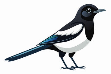 Black and white bird, Magpie Robin isolated on white background