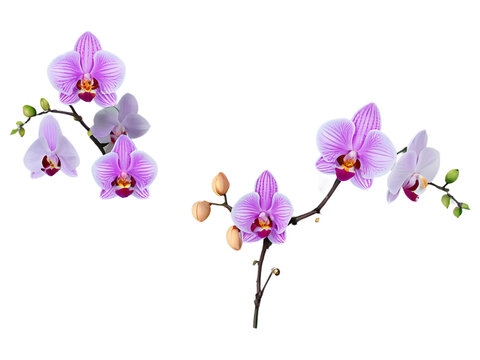 A vibrant and eye-catching set of colorful orchid flowers on a branch, isolated on a transparent PNG background for versatile use in design projects