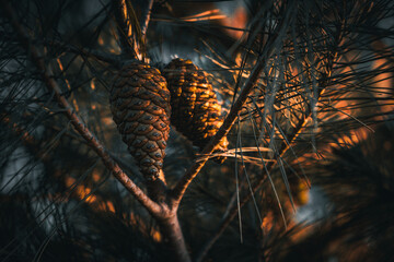 Pine cones in the golden light of a setting sun
