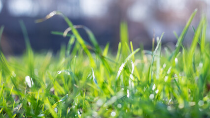 Green small grass sprouts in early spring