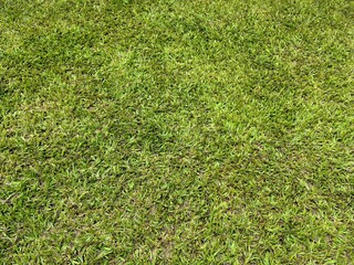 green grass background