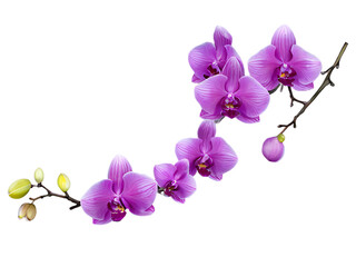 Fototapeta na wymiar A vibrant and eye-catching set of colorful orchid flowers on a branch, isolated on a transparent PNG background for versatile use in design projects