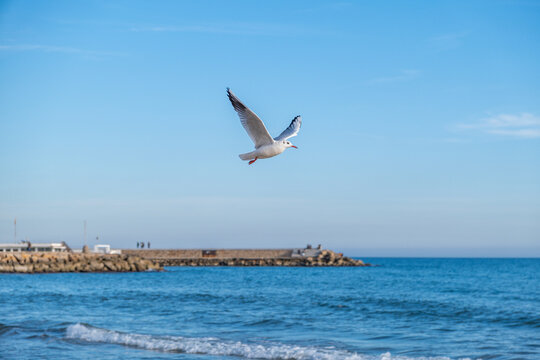 Seagull enjoying the good weather in Sitges 