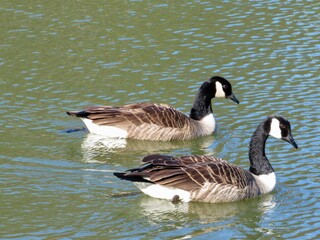 Geese on the lake 
