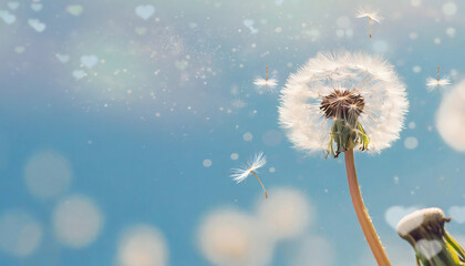 Dandelion with flying seeds on blue background with bokeh hearts. space for your text.
