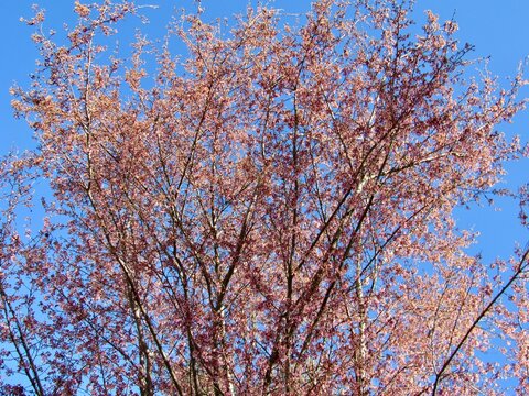 cherry tree in bloom