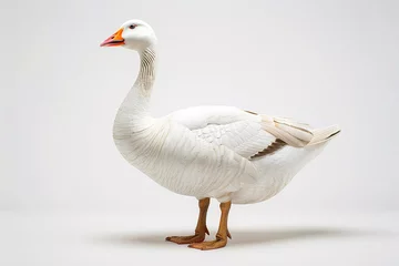 Foto op Canvas a white goose with orange beak © Doina