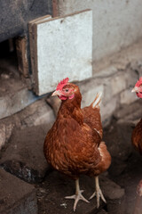 Chickens and rooster on traditional free range poultry farm