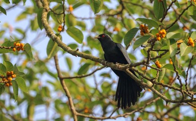 Asian koel (Male). Asian koel is a member of the cuckoo order of birds, the Cuculiformes. It is found in the Indian Subcontinent, China, and Southeast Asia.