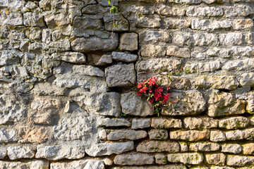 Flowering blossoms of chaenomeles japonica ornamental shrub on a stone wall