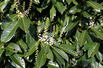 Cherry laurel. White flowers blooming in the sun.