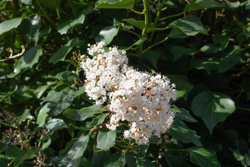 Le Viorne tin (Laurier Tin), White flowers