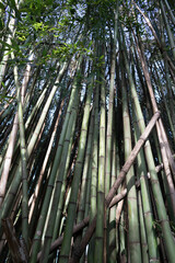 Bamboo grove nature green background
