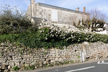 Old stone house with the bush Viburnum. Niort. France