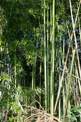 Bamboo forest in the morning
