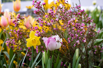 Heather and tulips are blooming - obrazy, fototapety, plakaty