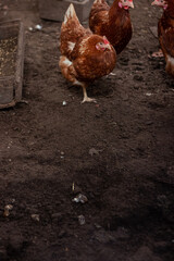 Chickens and rooster on traditional free range poultry farm