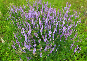 In the wild, thin-leaved peas (Vicia tenuifolia) blooms