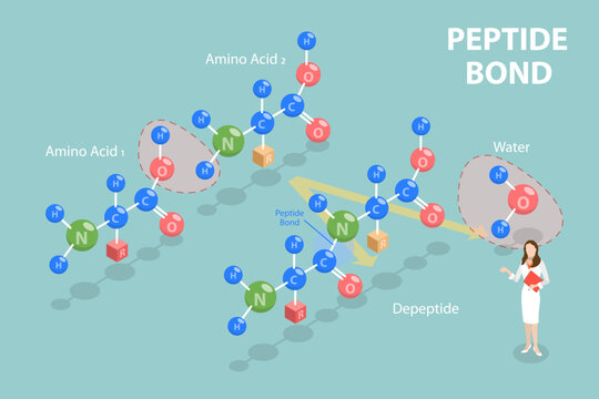 3D Isometric Flat Vector Illustration of Peptide Bond, Chemical Structure of Amino Acids