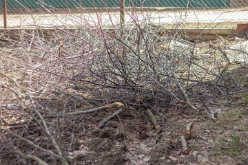 The sawn and felled branches and tree trunks from old trees were piled up in large heaps. Sanitary cutting of old trees.