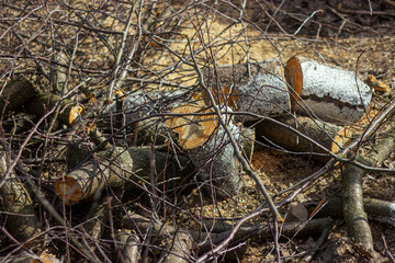 The sawn and felled branches and tree trunks from old trees were piled up in large heaps. Sanitary cutting of old trees.