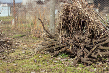 The sawn and felled branches and tree trunks from old trees were piled up in large heaps. Sanitary cutting of old trees.