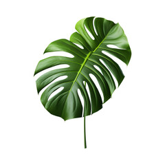Monstera Deliciosa isolated on transparent png background. Generative ai