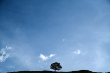 silhouette of a lonely tree in a field in summer against the sky with clouds