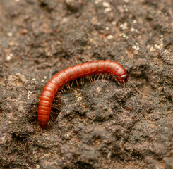 Monsoon worm insect on the rock.