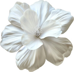 Pristine white flower isolated, cut out transparent