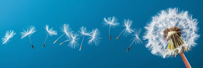  Dandelion seed being carried away by the wind, creating a whimsical scene with space for text. © Ilja