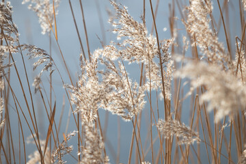reeds in the rays of the sun photo for text